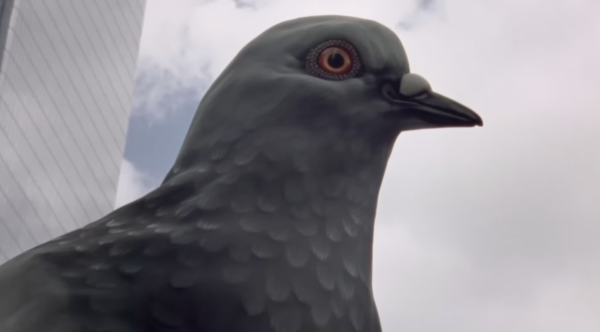 A Pocket Guide to Pigeon Watching